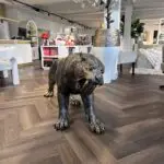 Sculptuur Sabeltand tijger