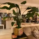 Plant met gouden pot outlet078