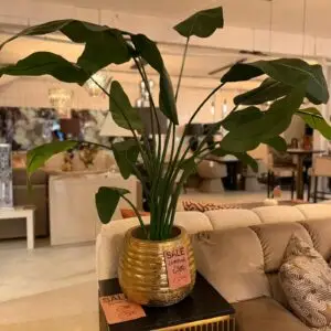 Plant met gouden pot outlet078