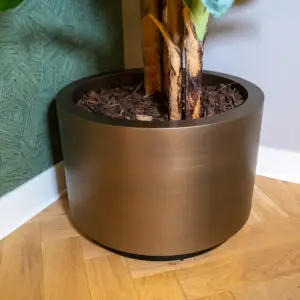 Large bronze planter with thick, peeling brown plant stems in dark mulch, against a textured green wall and wood floor.