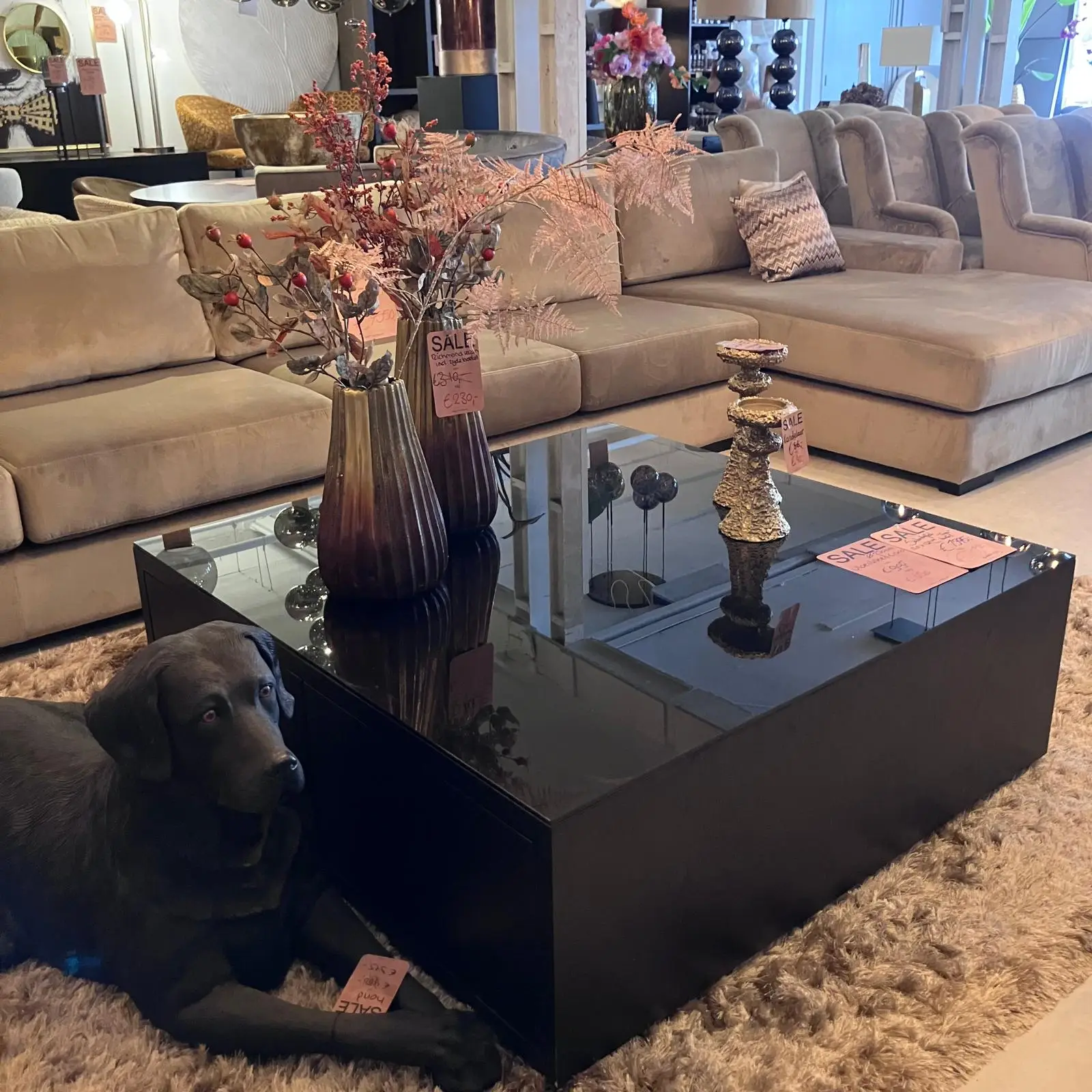 Beige sectional sofa in a showroom with a glass coffee table, tall vases, sale tags, and a gray dog resting on a shaggy rug.