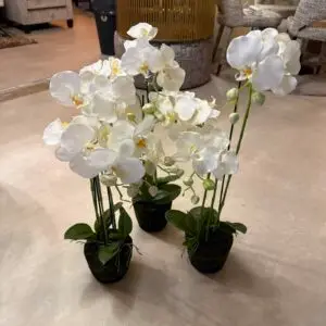 White Phalaenopsis orchid arrangement with multiple blooms on tall stems in small black pots, placed on a showroom floor with furniture in the background.