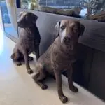 Hond outlet1249