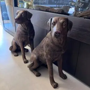 Hond outlet1249